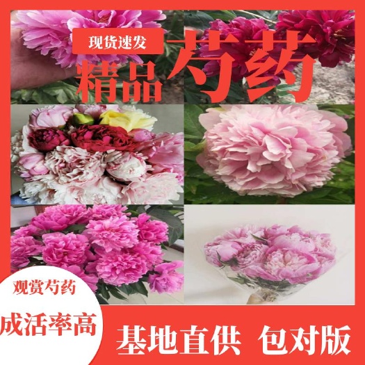 菏泽多花芍药  芍药苗，芍药分株苗，一手货源量大从优，欢迎选购！