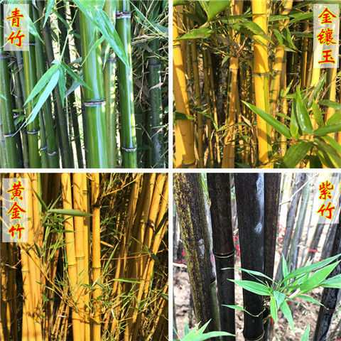 青皮竹苗 四季青竹苗 金镶玉竹苗基地 青竹紫竹苗