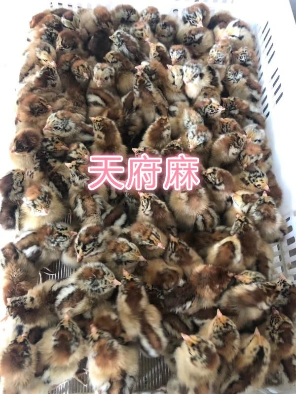 温氏A2青脚麻鸡苗批发 青脚麻肉鸡苗 铁脚麻鸡苗供应