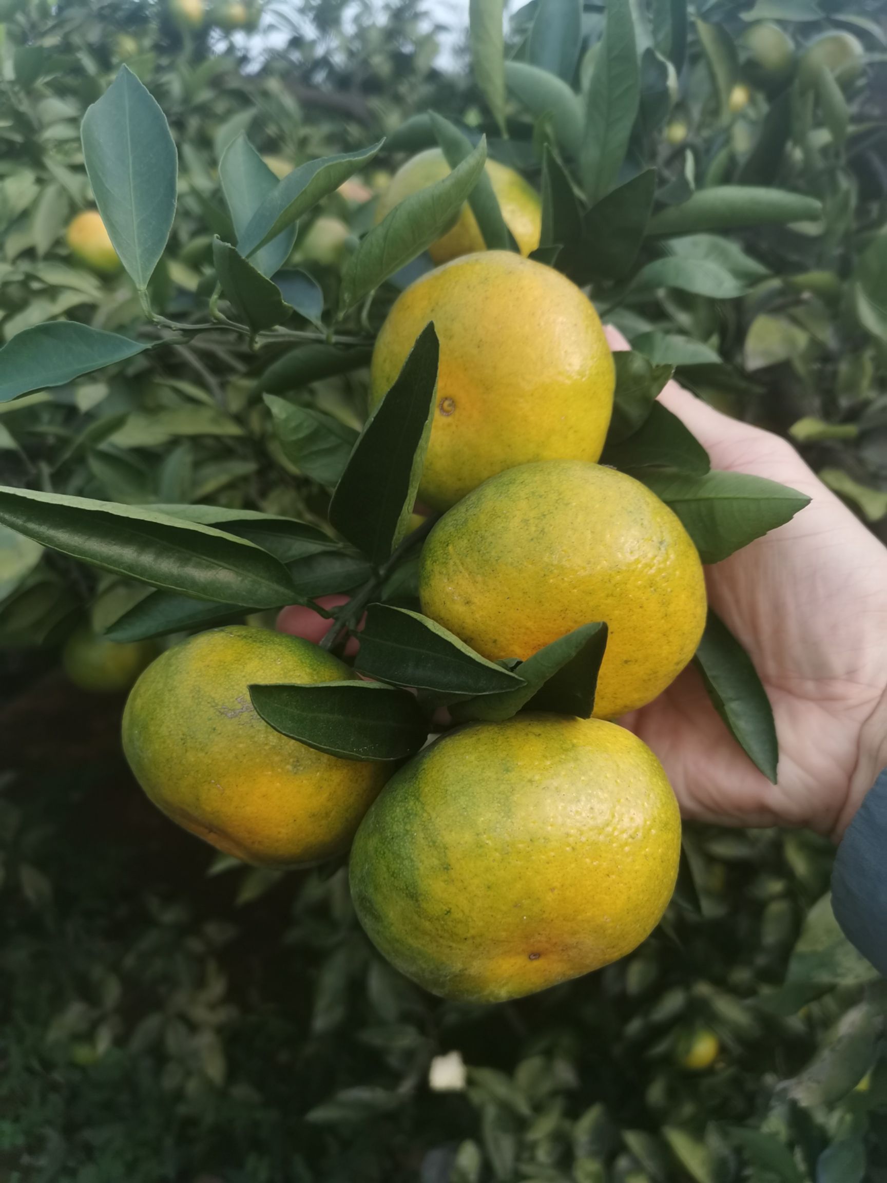 宜昌蜜桔，早熟柑橘，