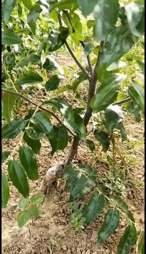 宁陵县冬枣树苗  本基地专注冬枣繁育，保品质，保成活！以诚为本，信为誉！