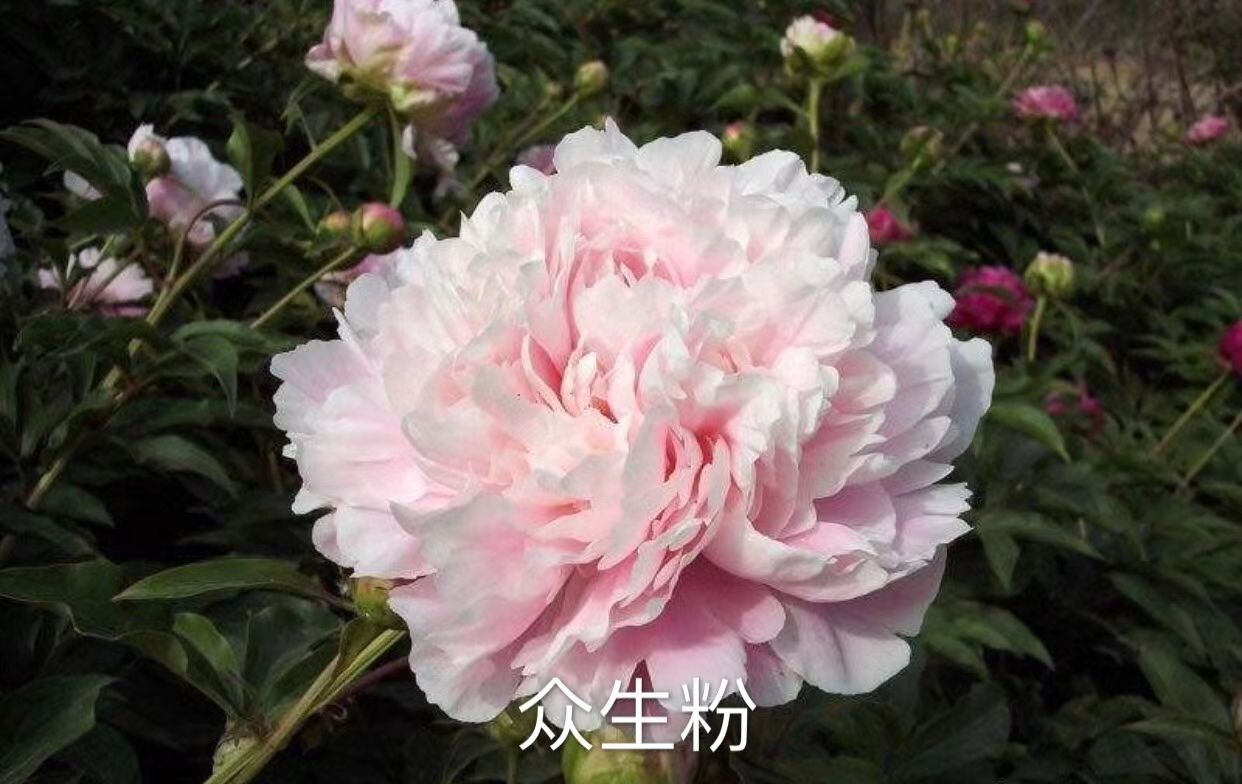 多花芍药  观赏芍药苗，原棵苗！