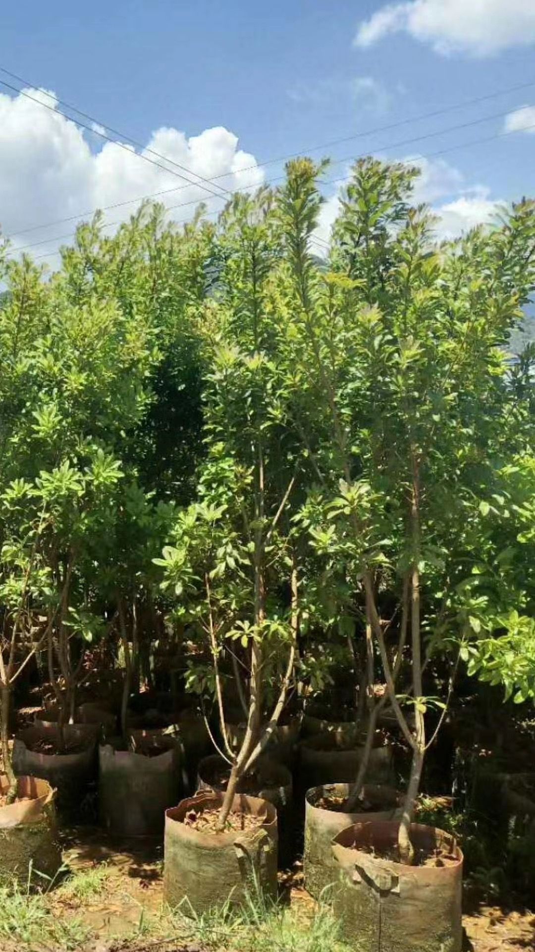 东魁杨梅树苗  杨梅苗，东魁，荸荠，硬丝，普早货源充足，品种优良保证。