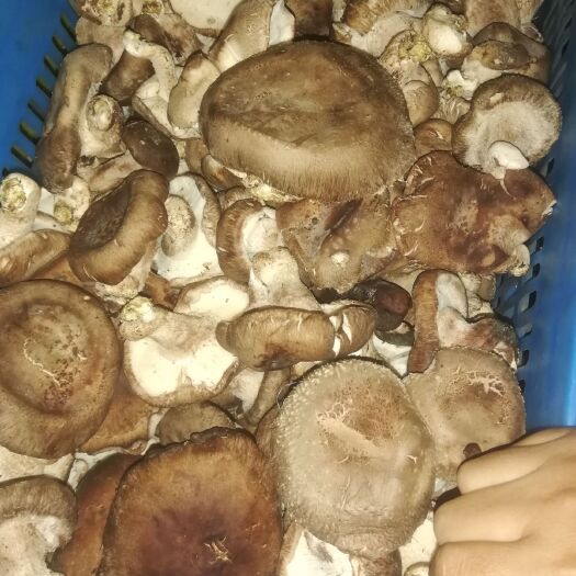 遵化市香菇808 各种香菇