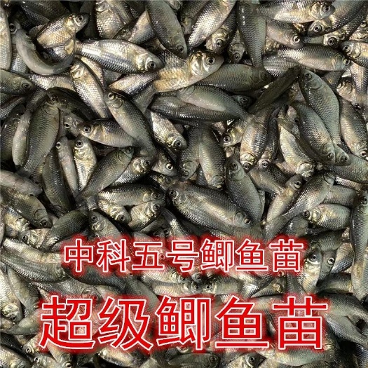 叙永县鲫鱼苗，中科五号，大量出售了