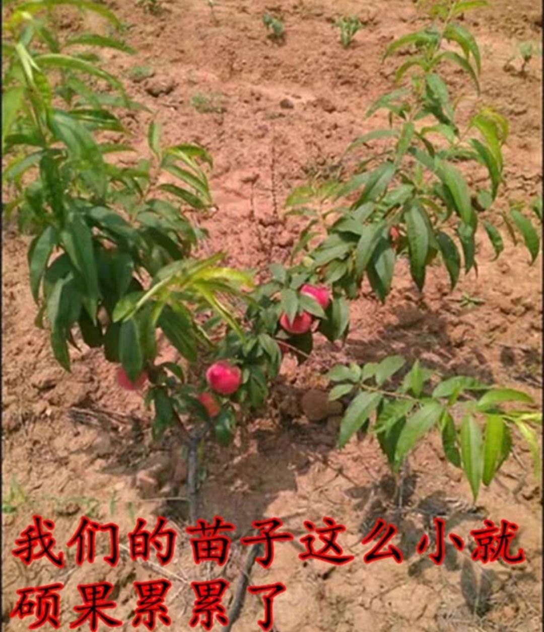 嫁接桃樹苗  桃樹苗大紅桃沂蒙霜紅水蜜桃自家培育現(xiàn)挖現(xiàn)發(fā)保濕保鮮發(fā)貨。