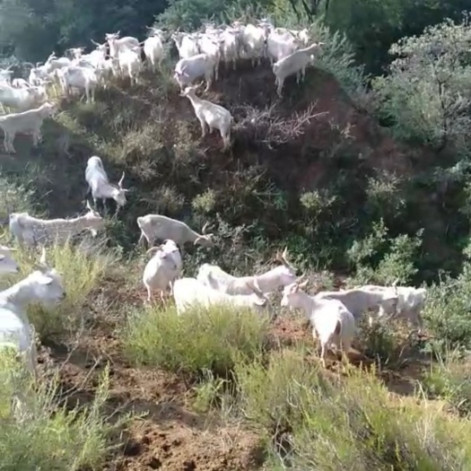 牧区放养山羊，肉质细腻，口感良好，有嚼劲。