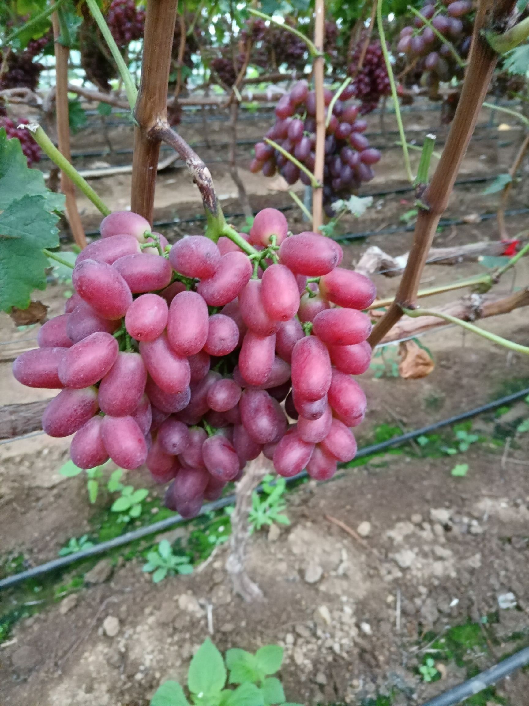 克瑞森无核葡萄 味甜，耐运，11月下树保存到春节没问题