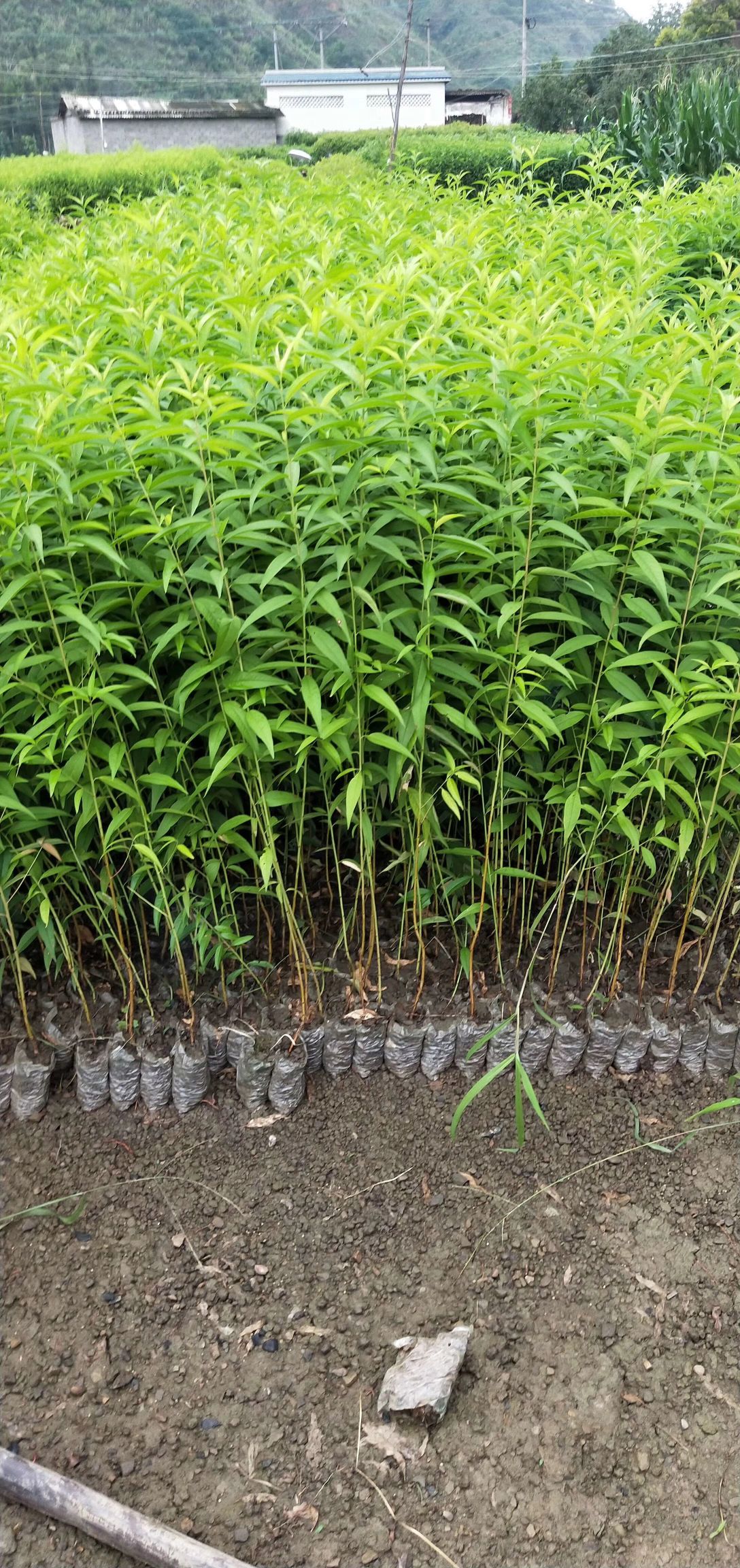 实生毛桃苗，占地用，嫁接用，根系发达粗度0.5到1分