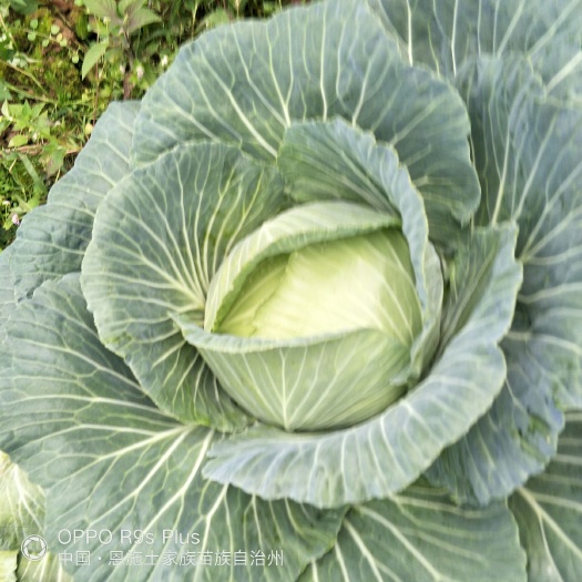 利川市圆包菜 高山反季节甘蓝包菜