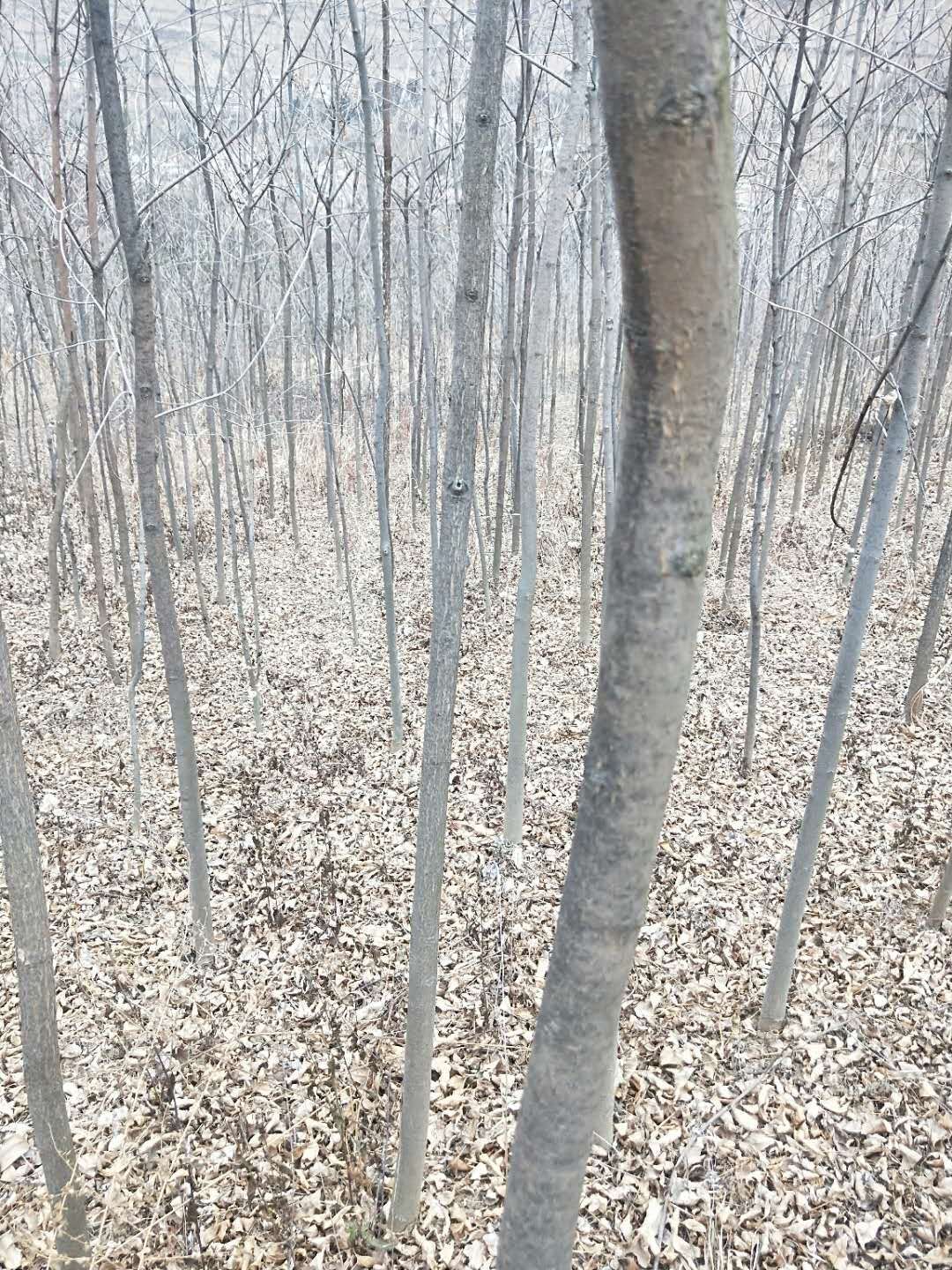 速生白蜡 低价出售