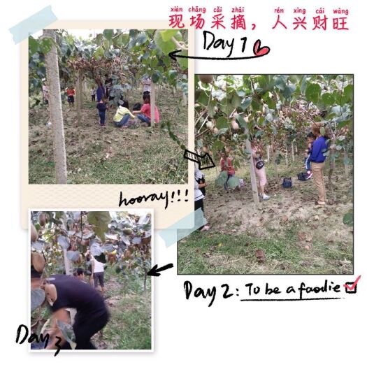 平江县出售红心猕猴桃