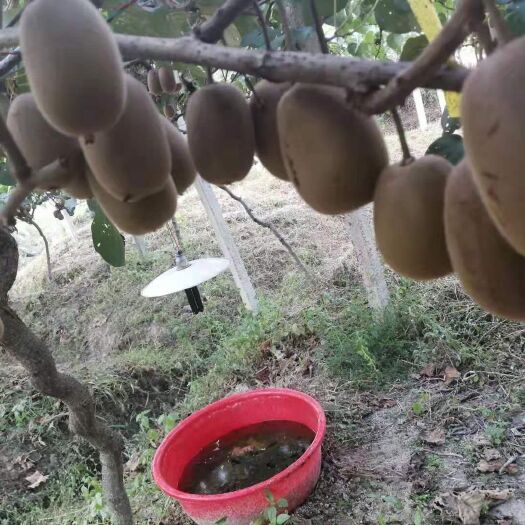 平江县黄心猕猴桃  合作社自种猕猴桃