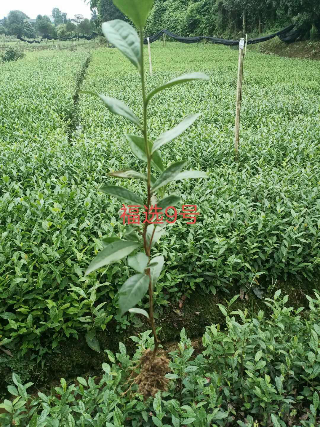 茶树苗  早熟福选9号茶苗基地直供根系发达成活率高