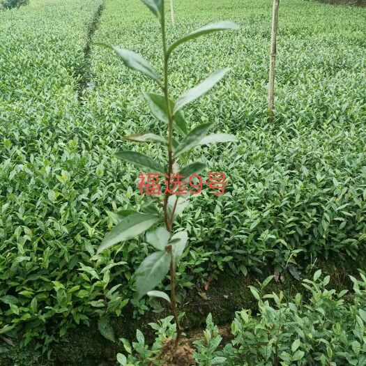 雅安茶树苗  早熟福选9号茶苗基地直供根系发达成活率高