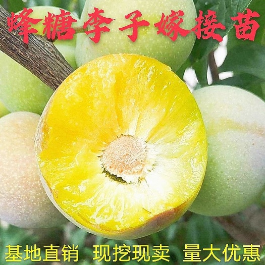 7年老店 李子苗，李子树苗李子嫁接苗皮薄味甜口感好丰产当