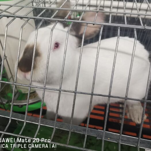 信阳肉兔  伊拉兔长期批发供应