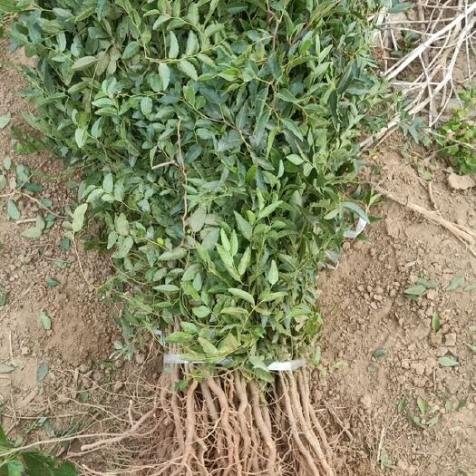 绛县供应药用酸枣苗，一年酸枣苗山西基地直销