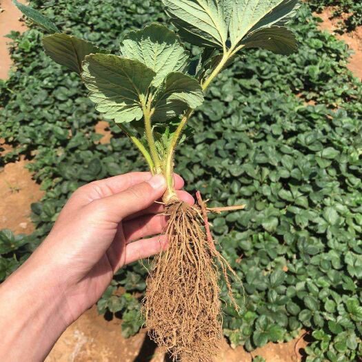 新泰市红颜草莓苗 10~20公分 地栽苗 