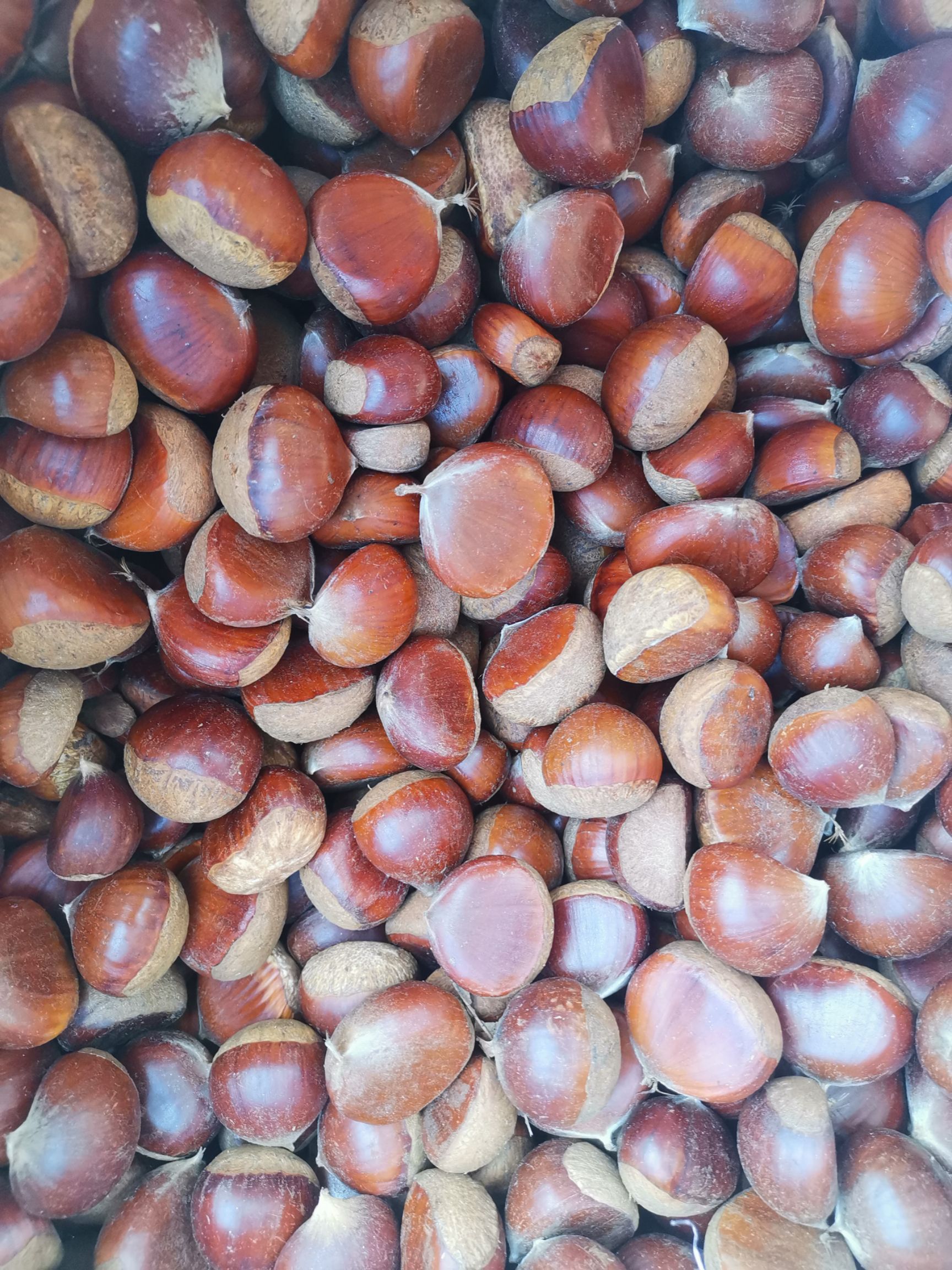 新鲜板栗