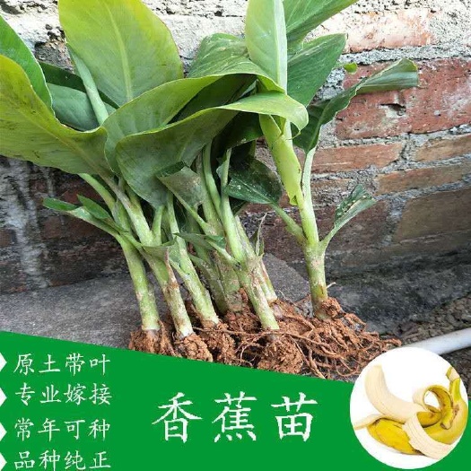 灵山县金粉一号香蕉苗  包邮矮化香蕉苗 新品金粉一号 粉蕉苗当年结果皇帝蕉南方四季阳