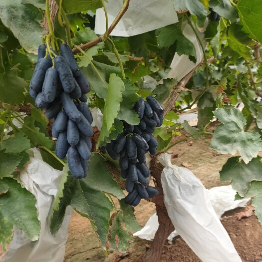 平邑县蓝宝石葡萄苗  甜蜜蓝宝石葡萄树苗，含糖量高，果实大 基地直发保质保量