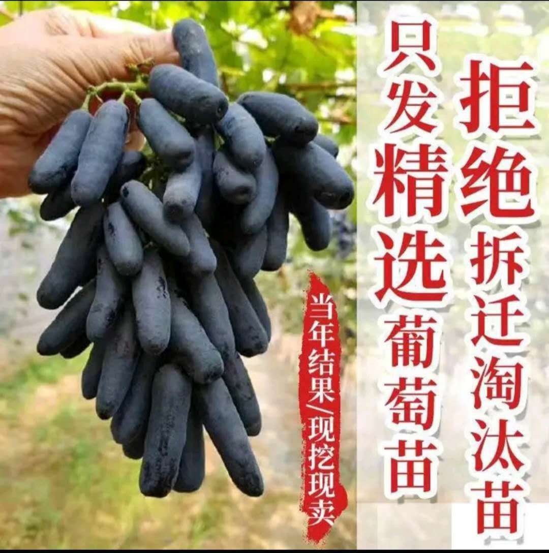 蓝宝石葡萄苗 甜蜜蓝宝石葡萄树苗，嫁接苗，当年结果南北方种植