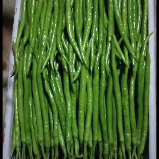 蒲城县二荆条  陕西省蒲城县青椒，二斤条大掉价了