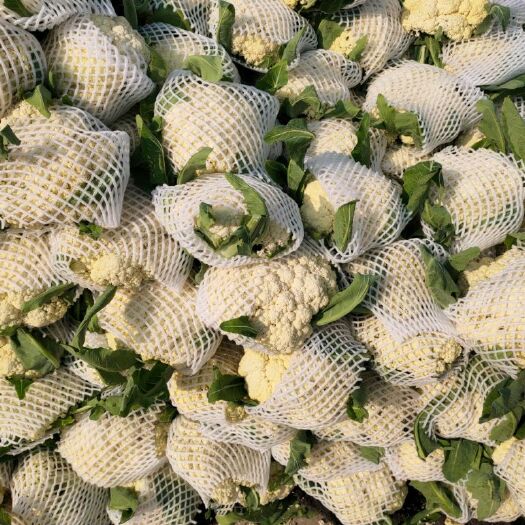 通许县散花，青梗白面松花菜大量上市需要联系
