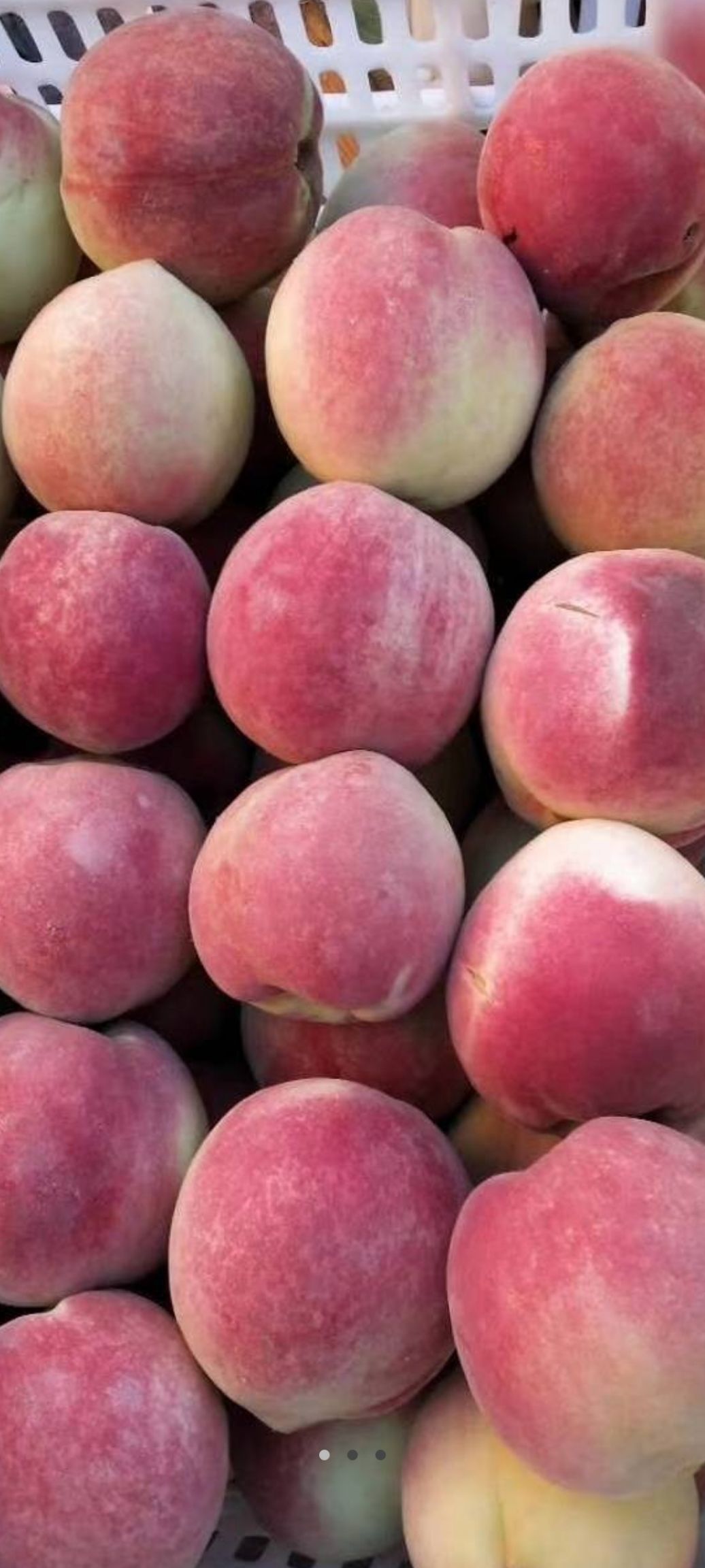 燕特红桃 每个都半斤以上,口感好