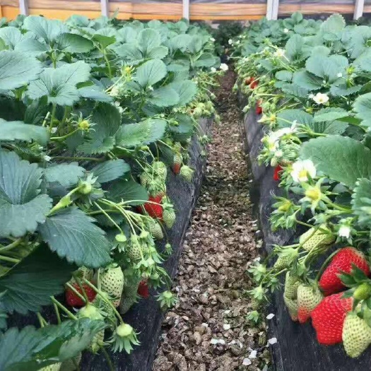 新泰市妙香3号草莓苗 10~20公分 地栽苗 
