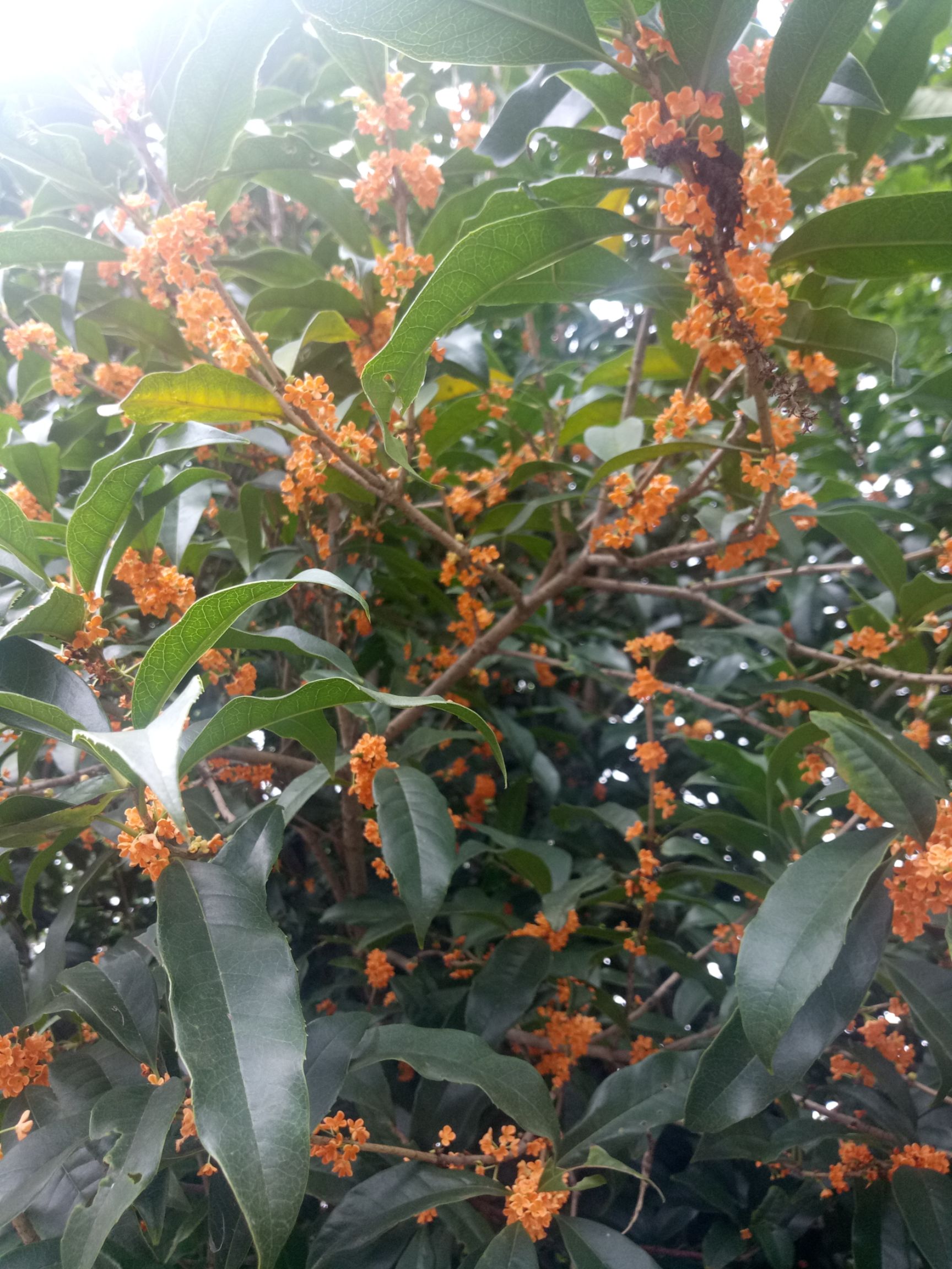 桂花苗，四季桂，天香台阁，丹桂，金桂，佛顶珠