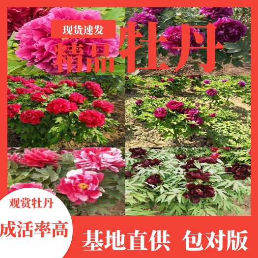 菏泽牡丹树，牡丹苗，大棵牡丹苗！精品牡丹！