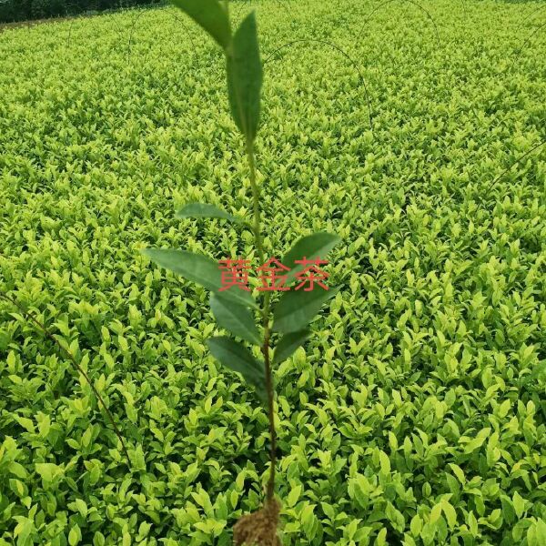 茶树苗  早熟福选9号茶苗基地直供根系发达成活率高