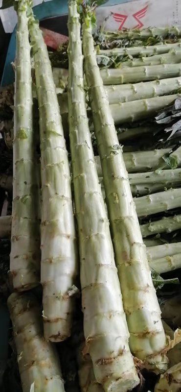 兰陵县红尖叶莴苣 莴苣杆子大量有货需要的老板联系