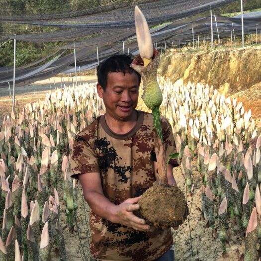 富宁县魔芋  珠芽金种源种（培育开花种）