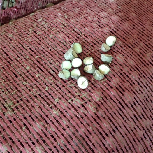 蠡县山药豆 通货 
