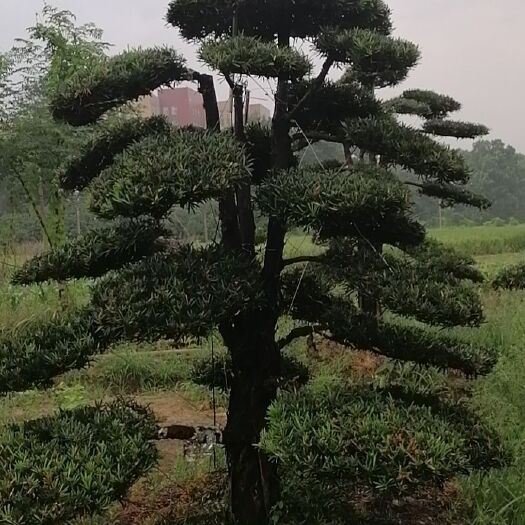 浏阳市造型罗汉松 绿化苗木