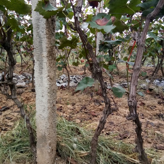 洛阳巨峰葡萄苗 大量3公分左右的占地葡萄树，水泥杆有货