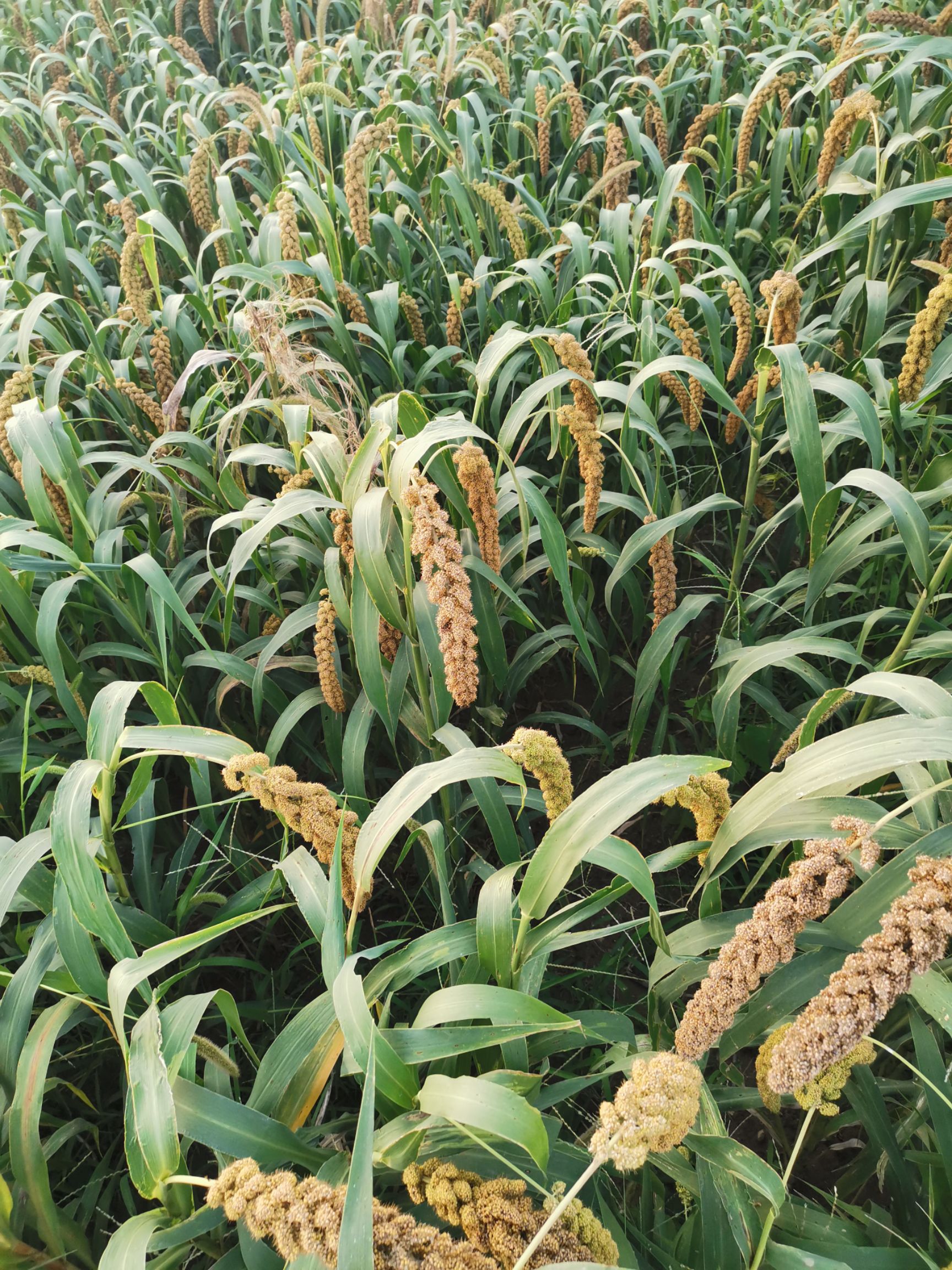 货品等级 每次采购10斤 2021-11-17 21:54:33 hn1****59 大黄米 一级