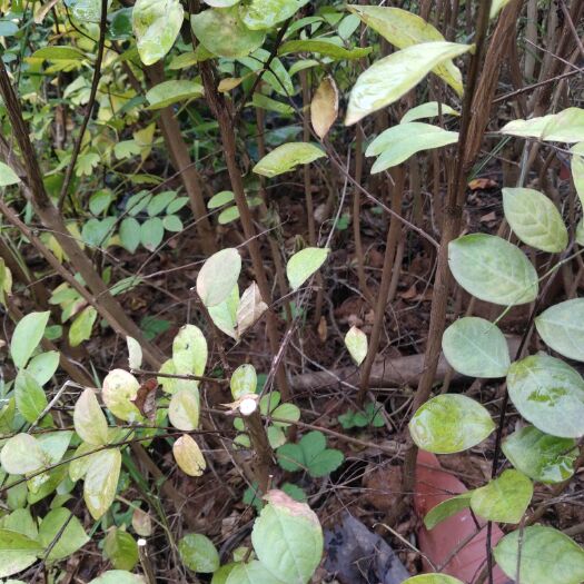 会理市 紫薇花苗