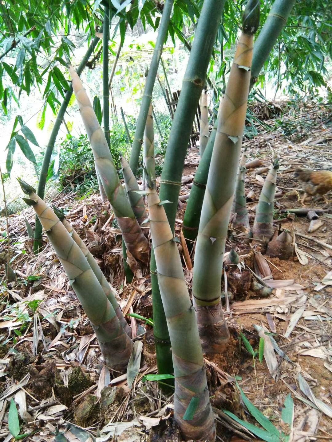 笋角 笋尖 笋干 笋尾 产地直销麻竹笋干有货 有苗