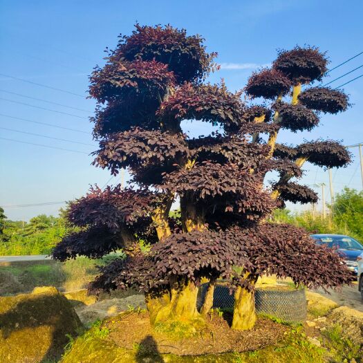 浏阳市双面红  红花继木，造型红花继木，别墅景观树大量供应