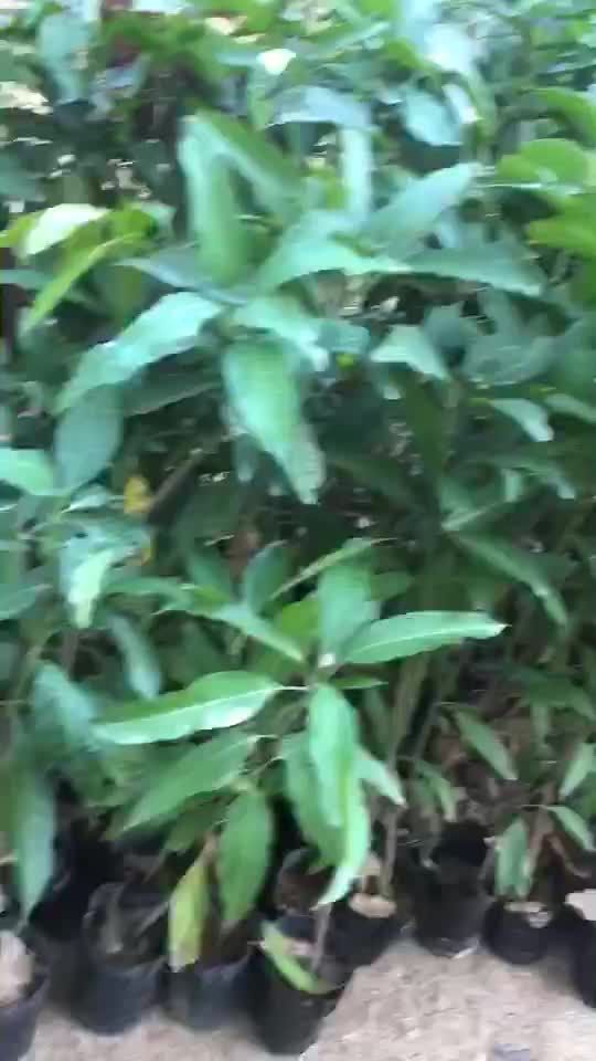 金煌芒果苗  金煌芒
