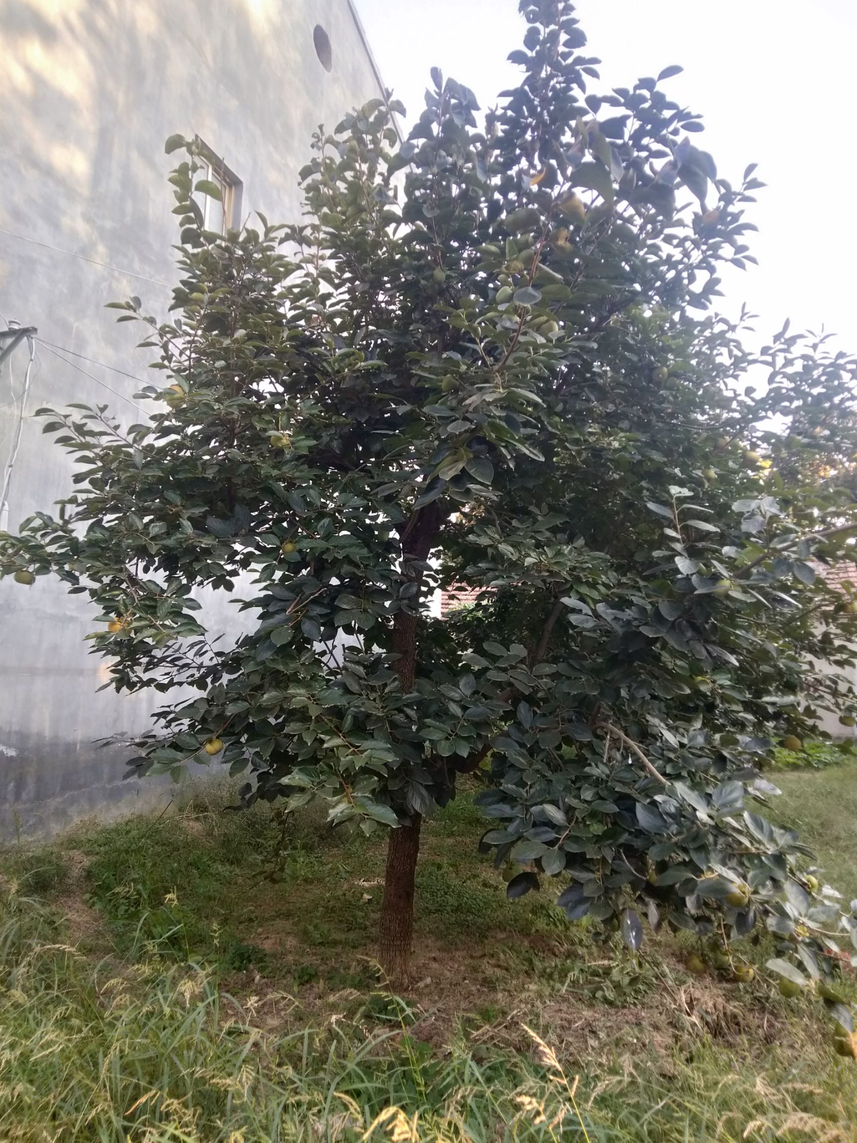 雪柿子树苗 10----25公分柿子树