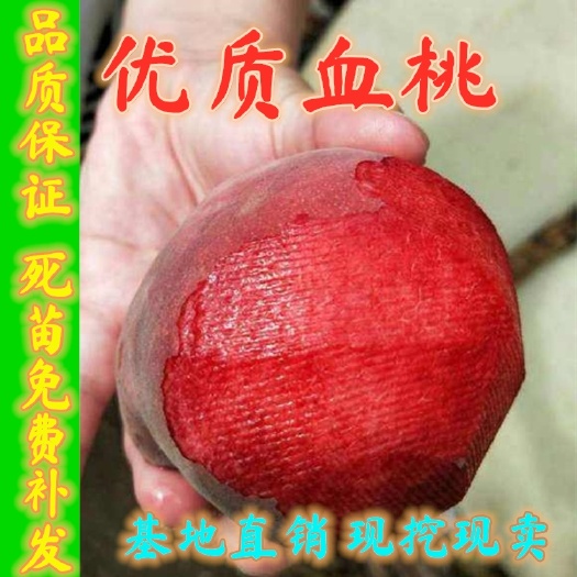 平邑县血桃苗 批发血桃桃树苗，品种纯口感好，当年结果，嫁接红肉桃苗