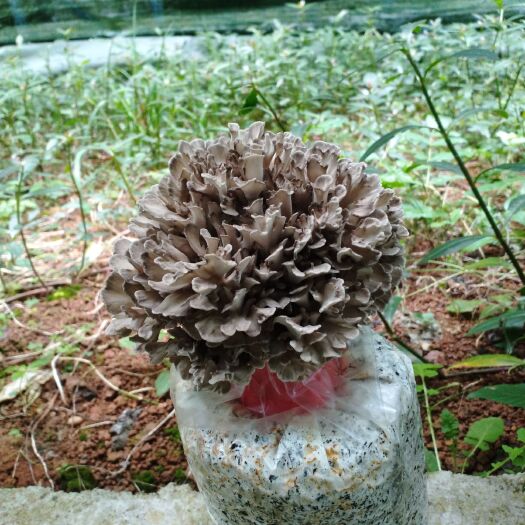 贞丰县栗蘑 栗菇鲜品