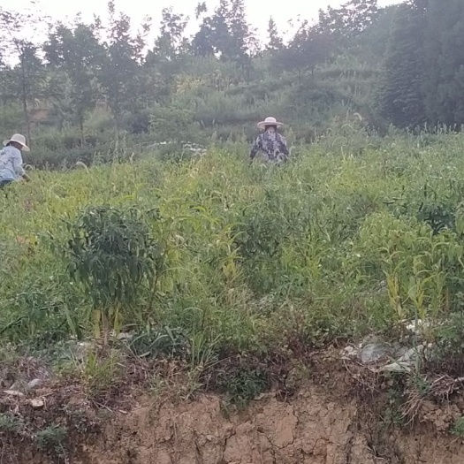 大方县土蜂蜜 蜂蜜