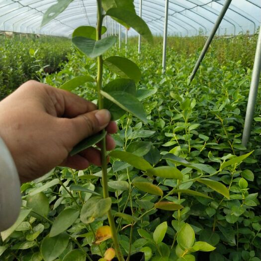 薄雾蓝莓苗 奥尼尔蓝莓苗 长势旺盛结果早基地直销1到5年苗