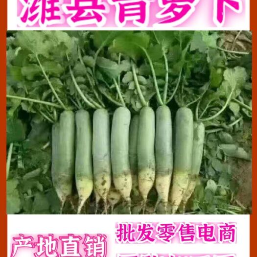 潍坊 产地直供潍县青萝卜，个个青肉，大量有货，价格不高！需要联系